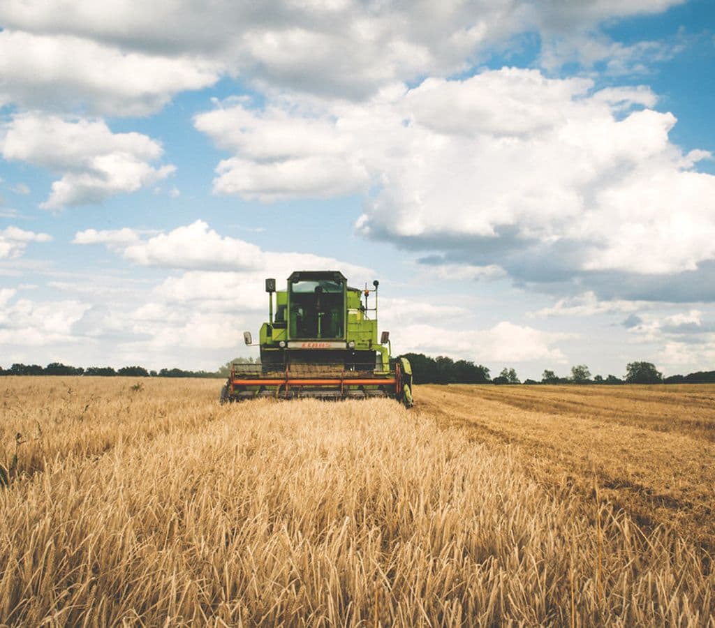 Green harvester working a golden wheat field