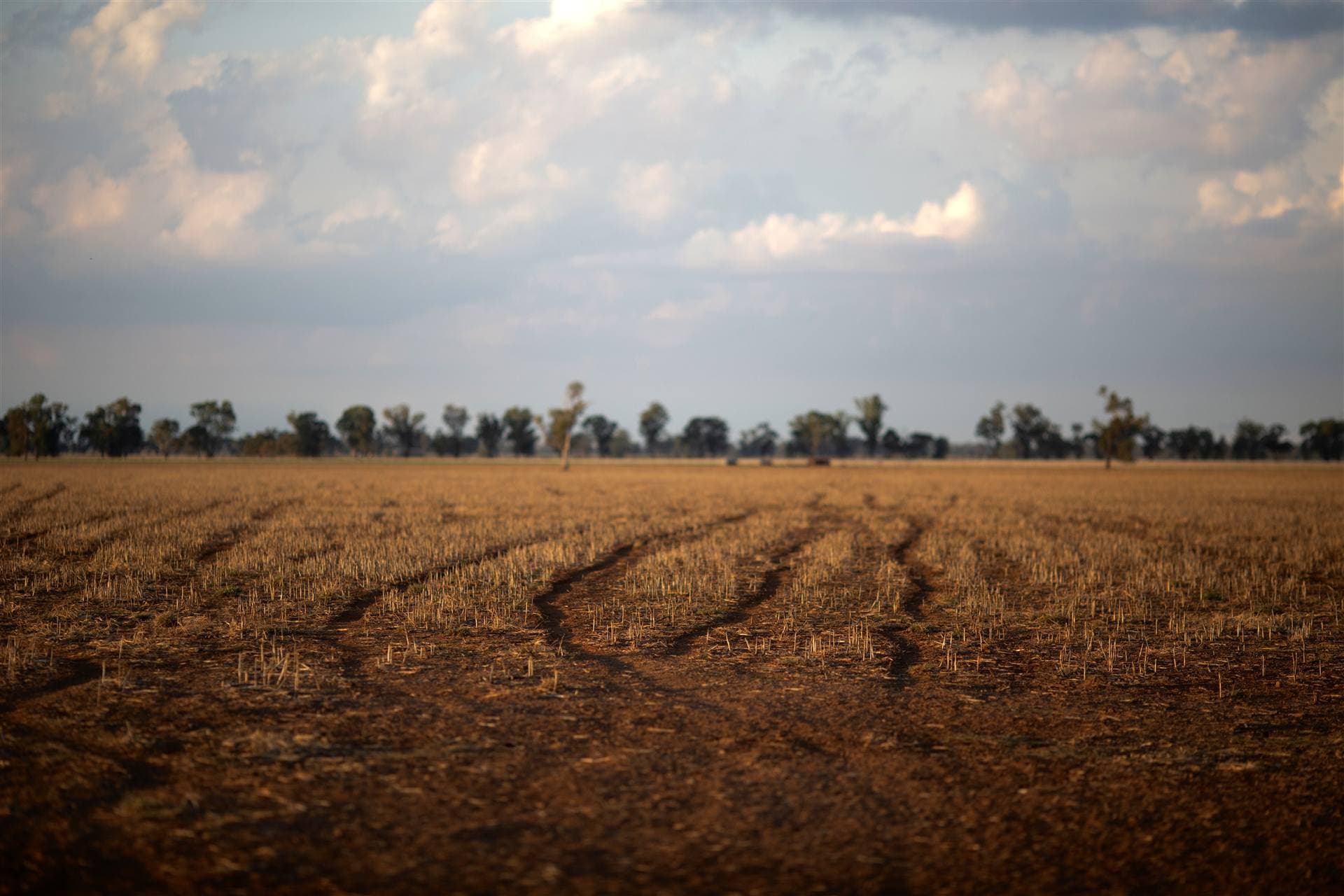 Stubble field at dusk, Riverina NSW
