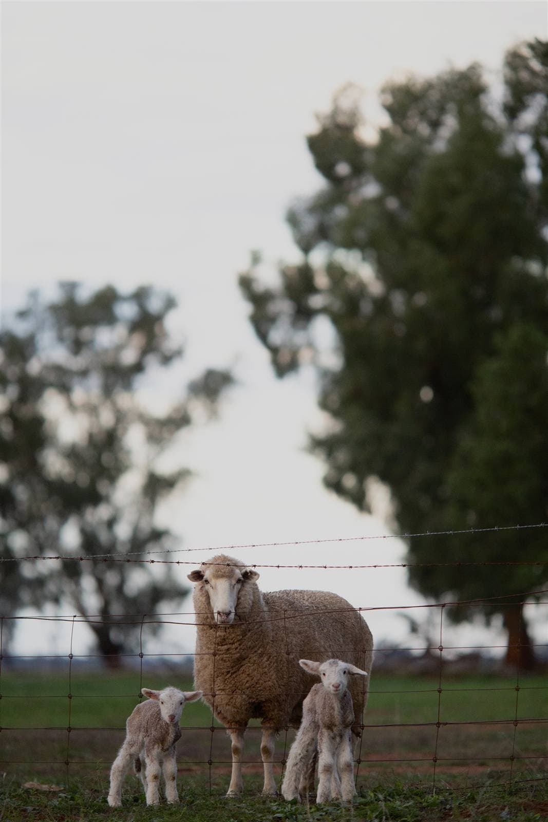 Ewe and lambs at a paddock fence