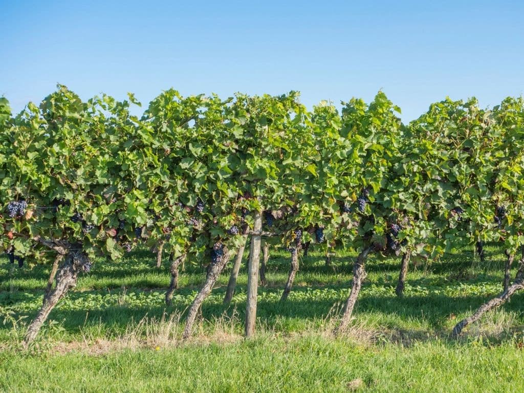 Vineyard rows in an approved regional area