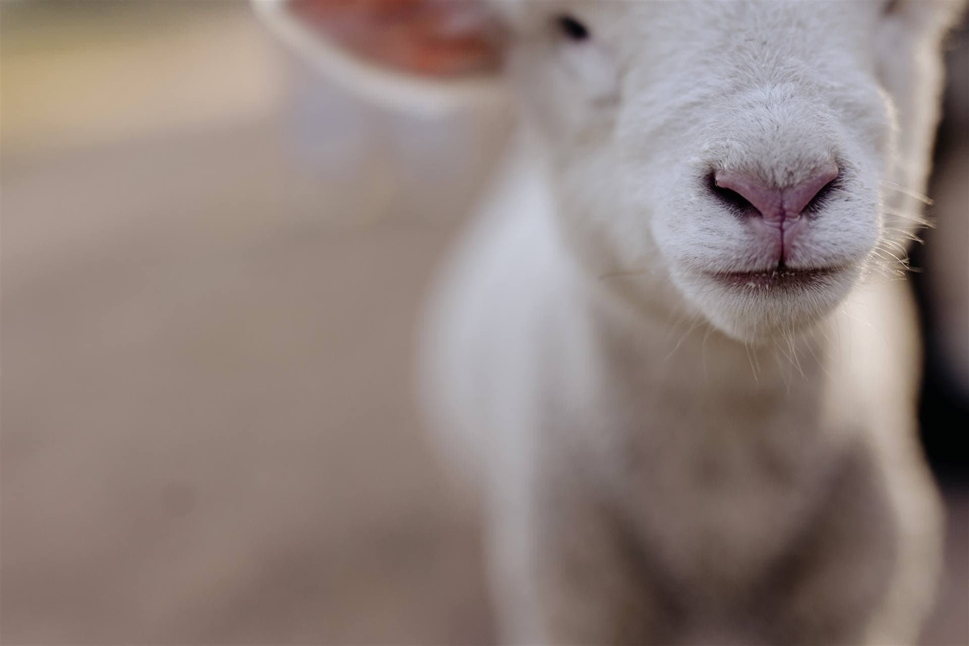 Young lamb looking at the camera